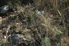 Anginon swellendamense