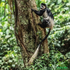 Colobus guereza occidentalis