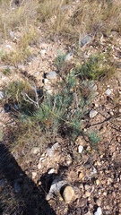 Anginon swellendamense