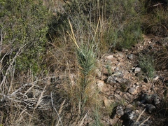 Anginon swellendamense