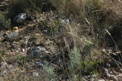 Anginon swellendamense