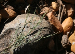 Anginon swellendamense
