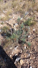 Anginon swellendamense