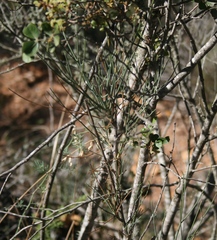 Anginon swellendamense