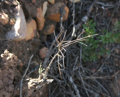 Anginon swellendamense