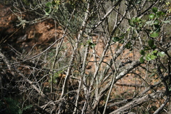 Anginon swellendamense