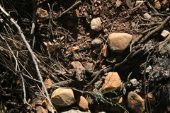 Anginon swellendamense