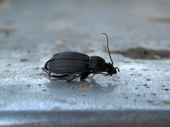 Carabus exaratus