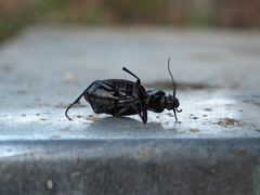 Carabus exaratus
