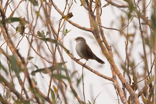 Cetia ruiseñor (Cettia cetti)