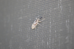 Isacantha punctirostris