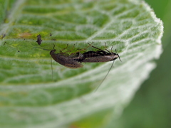 Ectobius erythronotus