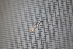 Isacantha punctirostris