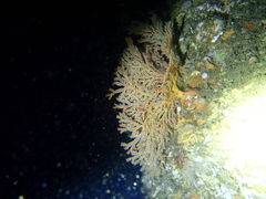 Melithaea