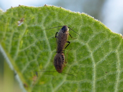 Ectobius erythronotus