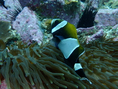 Amphiprion latezonatus