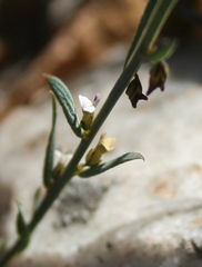 Muraltia muraltioides