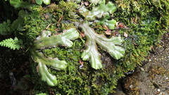 Marchantia plicata