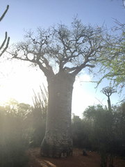 Adansonia