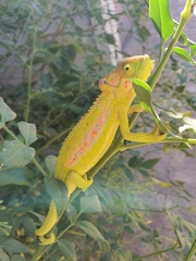 Bradypodion pumilum