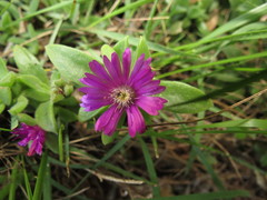Delosperma adelaidense