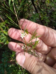 Baeckea linifolia