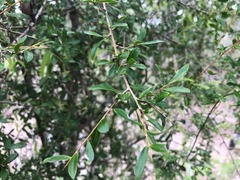 Pittosporum viscidum