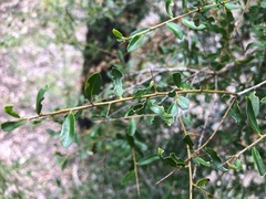 Pittosporum viscidum