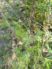 Baeckea linifolia