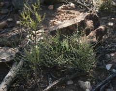 Muraltia muraltioides