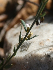 Muraltia muraltioides