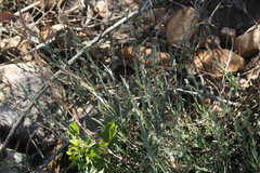 Muraltia muraltioides