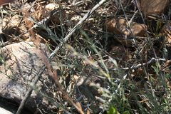 Muraltia muraltioides