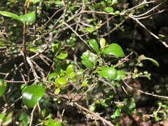 Planchonella cotinifolia