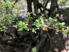 Planchonella cotinifolia