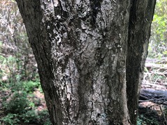 Planchonella cotinifolia