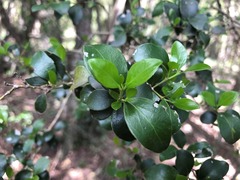 Psydrax odorata buxifolia