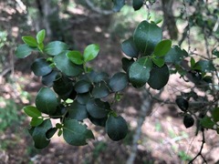 Psydrax odorata buxifolia