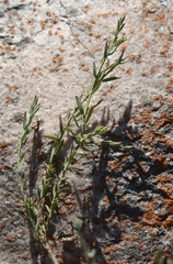 Muraltia muraltioides