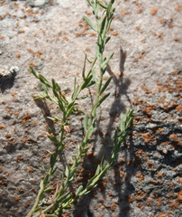 Muraltia muraltioides