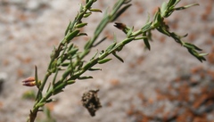 Muraltia muraltioides