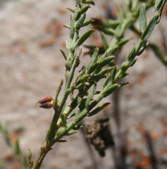 Muraltia muraltioides