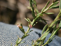 Muraltia muraltioides