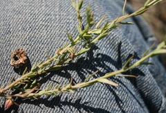 Muraltia muraltioides