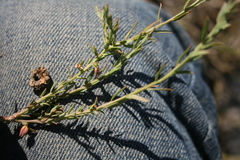 Muraltia muraltioides