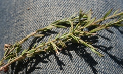 Muraltia muraltioides