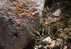 Muraltia muraltioides