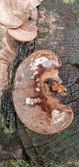Polyporaceae