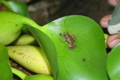 Microhyla palmipes