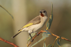 Conopophila rufogularis